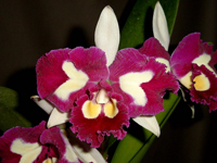 orchidtropical
