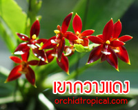 Orchidtropical