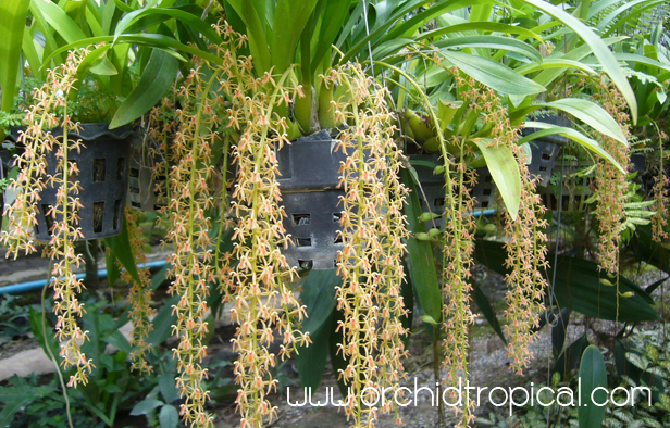 http://www.orchidtropical.com/images/product/liparis-resupinata-2.jpg