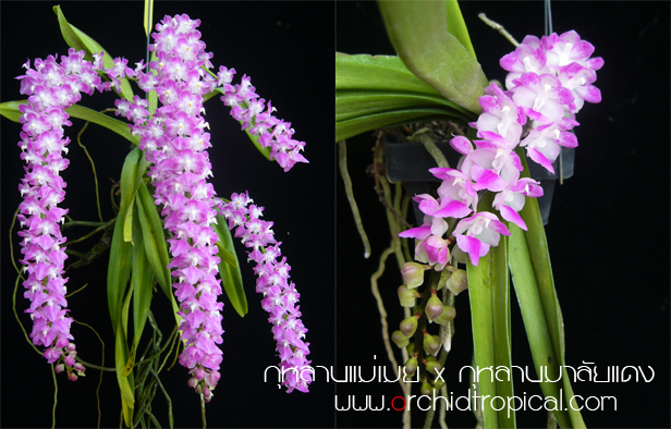 http://www.orchidtropical.com/images/product/roseaxmultiflora-pic.jpg