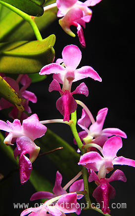 Orchid: สายพันธุ์กล้วยไม้