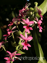 Calanthe rubens