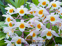 Orchidtropical.com orchidtropical