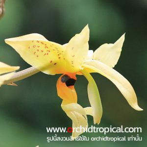 สแตนโฮเปีย วาร์ดิไอ Stanhopea wardii