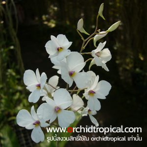 หวายตะวันตก Dendrobium fytchianum