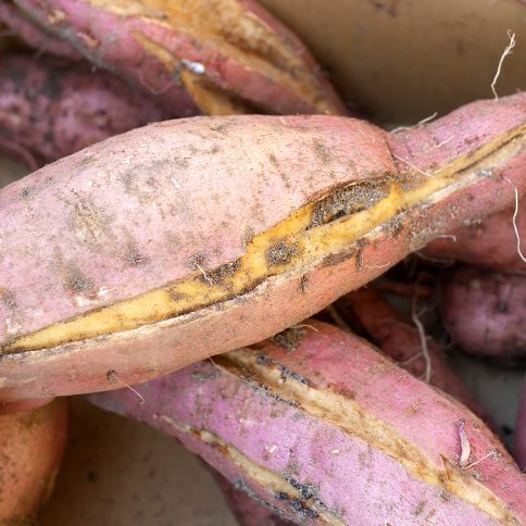 หัวมันแตก