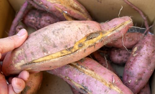 หัวมันแตก