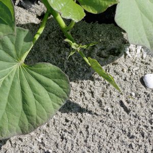 ยอดมันที่กำลังเติบโตในสภาวะแวดล้อมที่แสนกดดัน ยอดมันที่กำลังเติบโตในสภาวะแวดล้อมที่แสนกดดัน