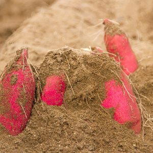 ผลผลิตบนผืนทรายทะเลแห่งแหลมนารุโตะ ผลผลิตบนผืนทรายทะเลแห่งแหลมนารุโตะ
