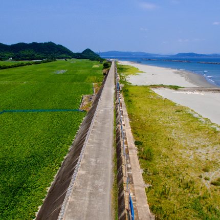 ไร่มันแห่งแหลมนารุโตะ ไร่มันแห่งแหลมนารุโตะ