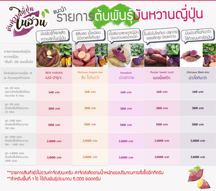 ยอดพันธุ์มันหวานญี่ปุ่น
