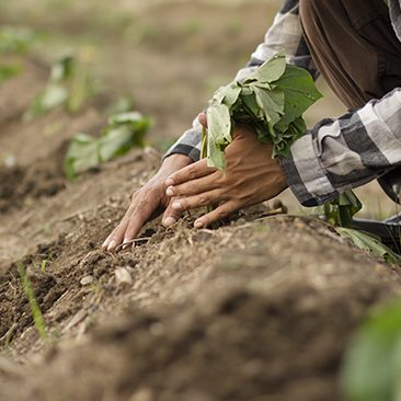ปลูกมันหวานญี่ปุ่น