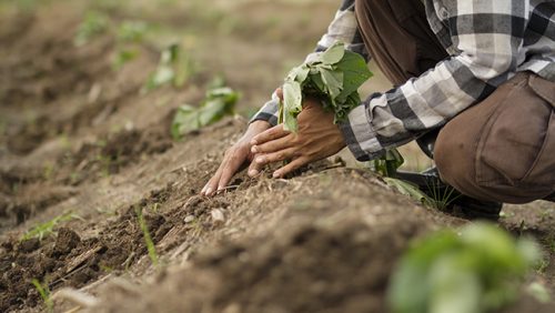 ปลูกมันหวานญี่ปุ่น