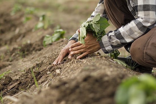 ปลูกมันหวานญี่ปุ่น