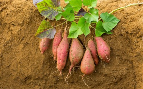 ปลูกมันหวาน