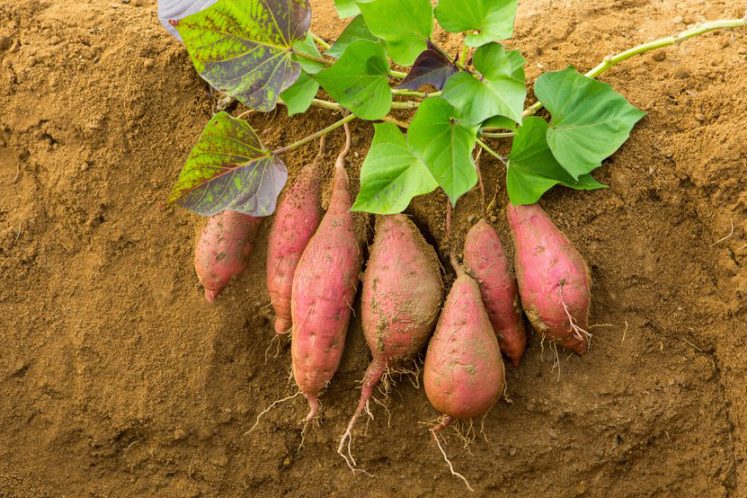 ปลูกมันหวาน