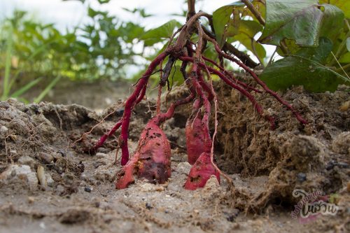 ด้วงงวงมันเทศ