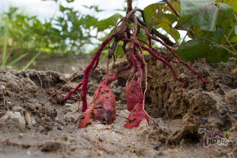 ด้วงงวงมันเทศ