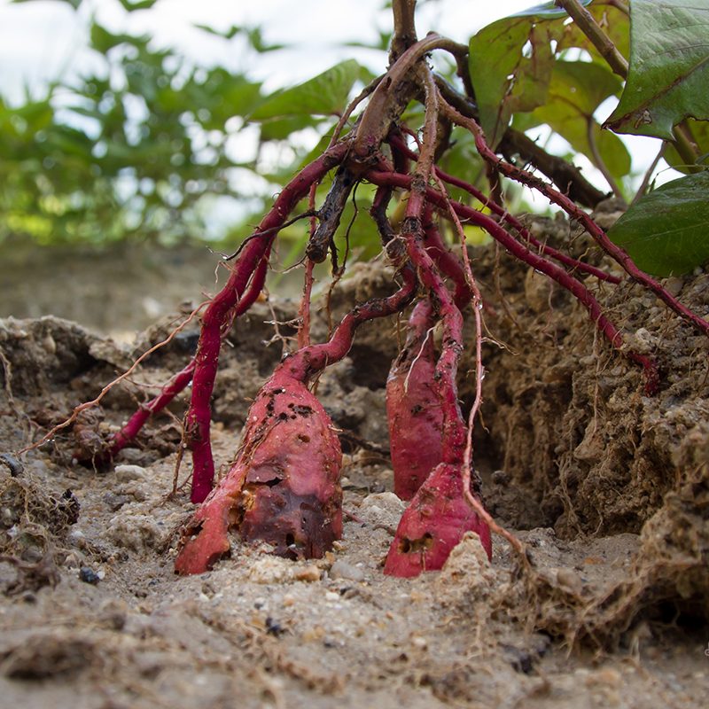 ด้วงงวงมันเทศ