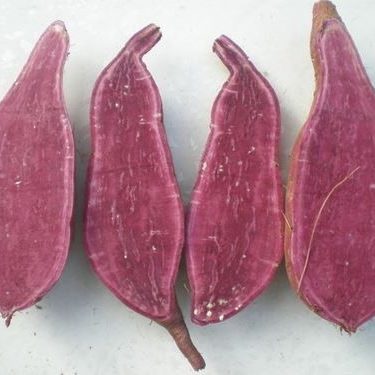 พันธุ์มันม่วง