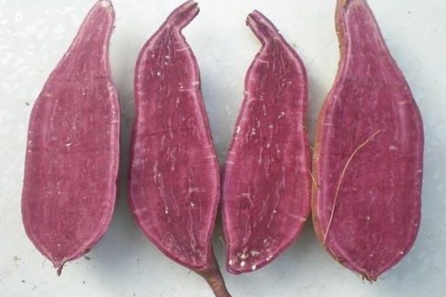 พันธุ์มันม่วง