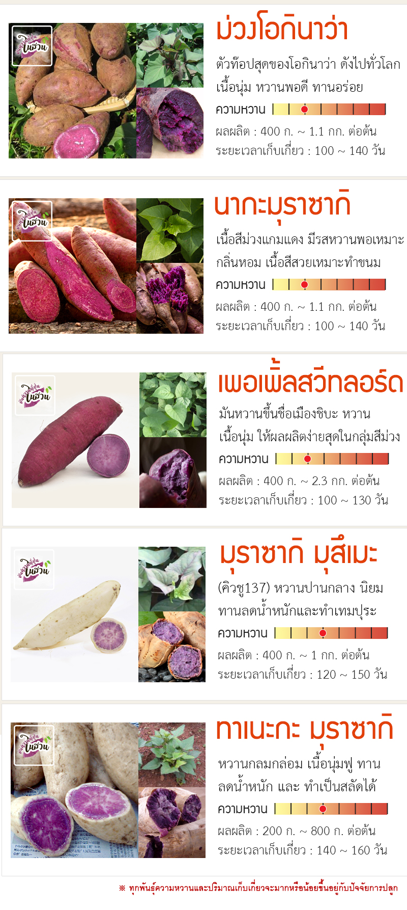 ยอดพันธุ์มันหวานญี่ปุ่น