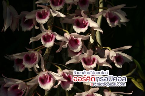 กล้วยไม้สายหลวงไทย