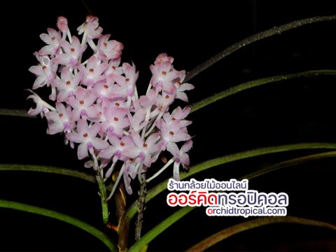 เข็มเวียดนาม